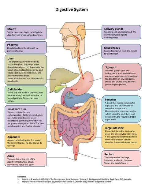 Memes Nursing, Digestive System Diagram, Digestive System Anatomy, Nursing Pictures, Human Digestive System, Sistem Pencernaan, Basic Anatomy And Physiology, Nurse Study Notes, Nursing Student Tips