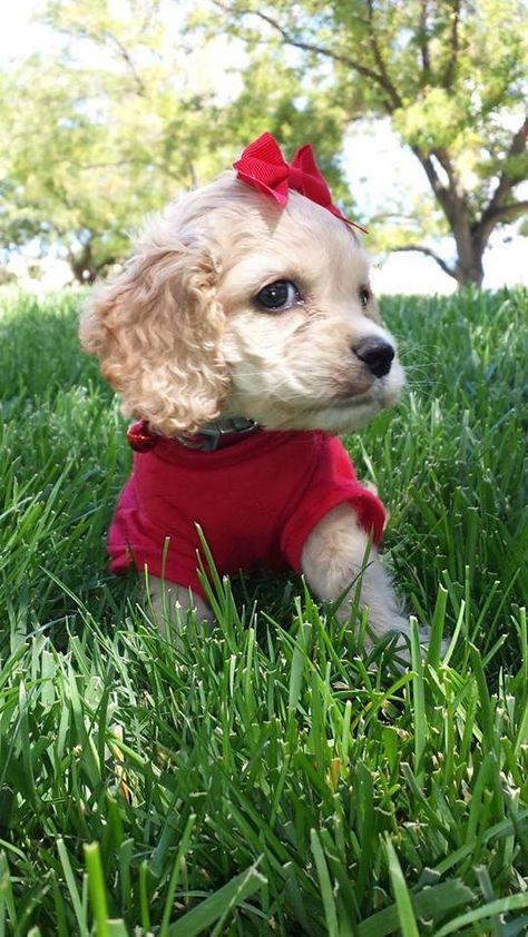 Valentine American Cocker Spaniel, Cocker Spaniel Puppies, Spaniel Puppies, Newfoundland, Cocker Spaniel, Small Dog, 귀여운 동물, I Love Dogs