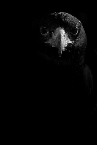 Regard Animal, Crows And Ravens, Black Birds, Crows Ravens, The Raven, Black Paper, Birds Of Prey, White Photo, Crows