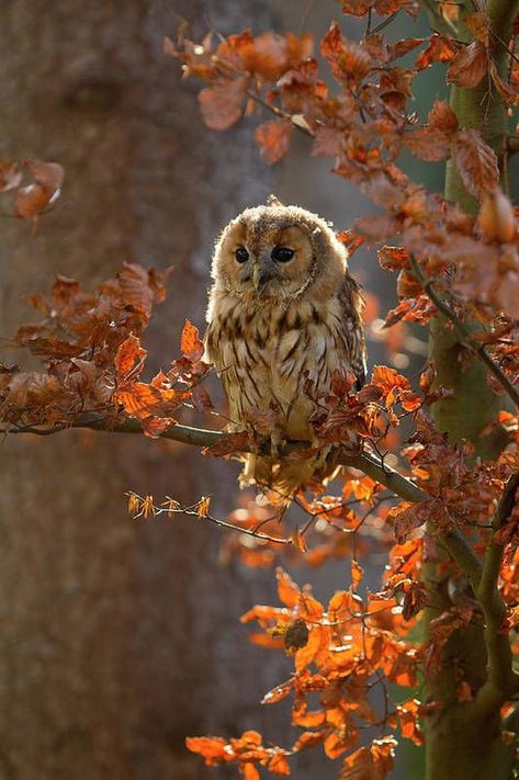 Autumn Animals, Tawny Owl, Owl Tree, Wood Owls, Nature Picture, Autumn Magic, Bird Of Prey, East Europe, Autumn Scenery