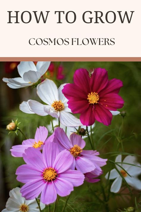 Embrace the magic of cosmos flowers; here's how! Cosmo Flowers, Chocolate Cosmos, Plant Zones, Cosmos Flowers, Cut Flower Garden, Flower Care, Annual Plants, Perfect Garden, Garden Gates