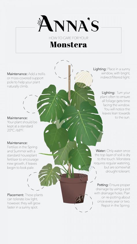 Featuring Monstera - Anna's, Kingsville ON Monstera Plant Care, Tanaman Indoor, Tanaman Pot, نباتات منزلية, Plant Care Houseplant, Inside Plants, Indoor Plant Care, Growing Plants Indoors, Plant Decor Indoor