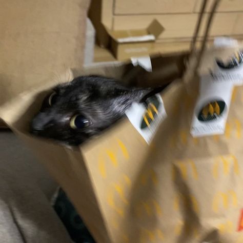 a cute black cat is coming out of a mcdonald’s delivery bag very fast Cat Mcdonald, Mc Flurry, Funny Black Cat, Aesthetic Funny, Aesthetic Things, Funny Cute Cats, Funny Cute, Good Vibes, Cute Cats