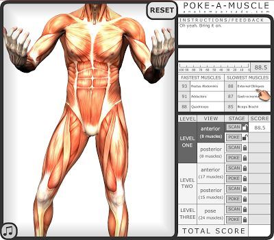 Anatomy Educational Games- Poke a muscle Anatomy Games, Fun Anatomy, Medical Terminology Games, Muscular System Anatomy, Medical School Interview, Nursing Instructor, Human Body Activities, Interactive Websites, Exercise Science