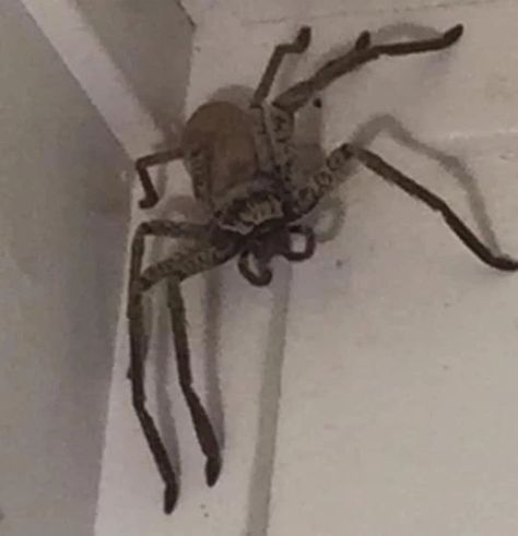 Laree Clarke took to social media Monday to plead others for help getting rid of the giant huntsman spider in the corner of her Queensland home. Giant Huntsman Spider, Huntsman Spider, Queensland Australia, Dinner Plate, Queensland