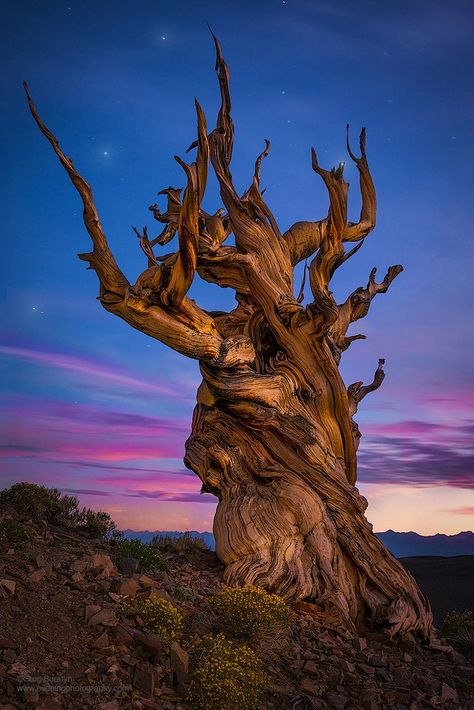 Bristlecone Pine Tree, Weird Trees, Bristlecone Pine, Art Composition, Old Trees, Old Tree, Tree Photography, Unique Trees, John Muir