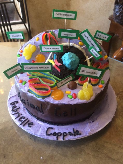 Animal Cell Cake Cell Cakes Project, Animal Cell And Plant Cell Project Ideas, Cake Cell Model, Animal Cell Cake Project Ideas, Cake Cell Project Ideas, Animal Cell Food Project, Candy Cell Model, Animal Cell Edible Project, Cell Cake Project Ideas