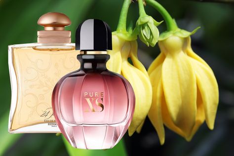 Ylang ylang is an enticingly erotic sweet floral with hints of both jasmine and banana. Here are our top 10 best perfumes with ylang ylang.  #Perfume #ylangylang Ylang Ylang Perfume, Perfume Recipes, Perfume Collection Fragrance, Oil Perfume, Beauty Goals, Essential Oil Perfume, Woody Fragrance, Best Perfume, Sweet Floral