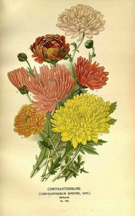 November's Birth flower is the Chrysanthemum. In the #Victorian Language of #Flowers, the symbolism of chrysanthemums varies depending on color. Red symbolizes Love. White can represent Truth or Innocence, and Yellow denotes Unrequited or Slighted Love. Image: Botanical Print from "Favourite Flowers of Garden and Greenhouse, Vol. 2." Published, 1896-1897. Chrysanthemum Flower Drawing, Chrysanthemum Drawing, Chrysanthemum Flower Tattoo, November Flower, November Birth Flower, Yellow Chrysanthemum, Chrysanthemum Tattoo, Favourite Flowers, Flower Sleeve