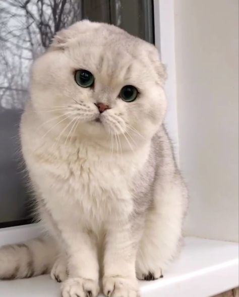 Scottish Fold Kitten White, British Fold Cat, Scottish Fold Aesthetic, Scotish Short Hair, Scottish Fold Cat Aesthetic, White Scottish Fold Cat, Kitten Scottish Fold, White Scottish Fold, Cats Scottish Fold