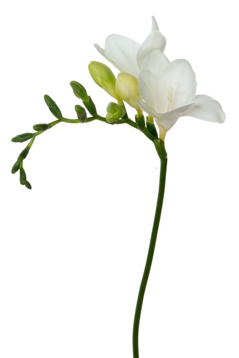 Closed Flower, Flower On White Background, White Freesia, Church Wedding Flowers, Freesia Flowers, Indoor Flowering Plants, Flower Close Up, 강아지 그림, Flower Stem