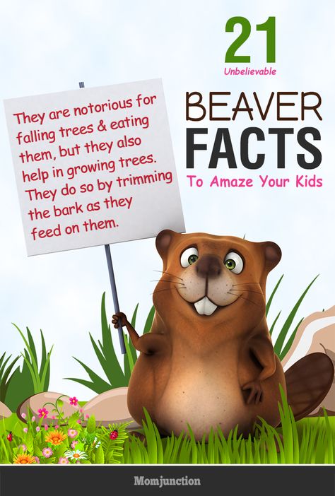 21 Unbelievable Beaver Facts And Information For Kids Beaver Activities For Preschool, Beaver Themed Party, Beaver Dam Project For Kids, Beaver Activities For Kids, Beaver Crafts For Kids, Beaver Party, Beaver Activities, Beaver Quotes, Beaver Habitat