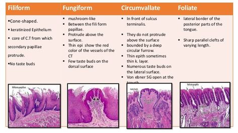 Oral mucosa part 2 Oral Pathology, Facial Nerve, Nerve, Anatomy, Facial, For Free