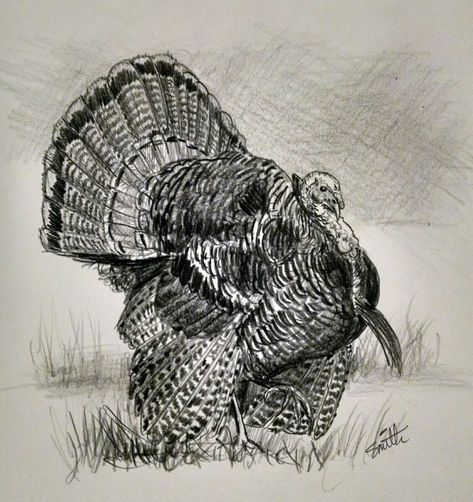 Turkey. Pencil sketch. Turkey Sketch, Turkey Tattoo, Turkey Tattoos, Turkey Drawing, Gamebirds, Bigfoot Art, Turkey Bird, Brush Tattoo, Turkey Art