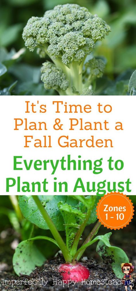 Fall Garden Planting, Garden Diy Hacks, Tattoo Plant, Fall Gardening, Garden Layout Vegetable, Gardening Zones, Fall Vegetables, Fall Garden Vegetables, Garden Services