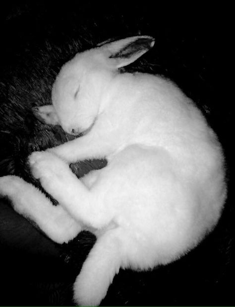 Bunny Curled Up, Grey Rabbit Aesthetic, Bunny Lying Down, Rabbit Lying Down, Bunny Reference Photos, Rabbit Laying Down, Rabbit Reference Photo, Bunny Laying Down, Sleeping Bunny Drawing