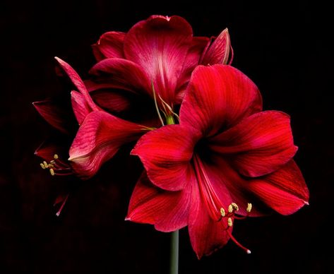 Beautiful Red Amaryllis Red Amaryllis, Amaryllis Flowers, Exotic Plants, Red Flowers, One Day, Birds, Plants, Twitter, Flowers