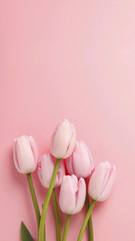 Pink Tulips, Pink Background, Tulips, Iphone, Flowers, Green, Pink