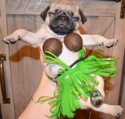 Funny Pug Pictures, Cute Pug Puppies, Pugs In Clothes, Pug In Costume, Goofy Dog, Cute Dogs Images, Very Cute Puppies, Funny Dog Photos, Baby Pugs