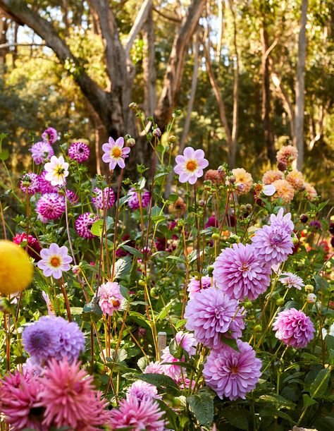 Suburban Garden, Dahlia Garden, Berry Garden, North Garden, Dahlias Garden, Market Garden, English Cottage Garden, Flower Farmer, Wildflower Garden