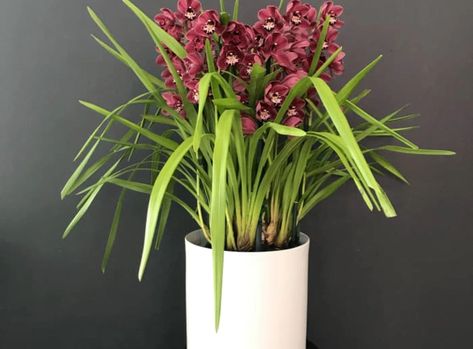 Cymbidium Orchid Care Tips - Pearsons Florist Cymbidium Orchids Care, Cymbidium Orchid, Cymbidium Orchids, Exotic Fashion, Orchid Care, Care Tips, Florist, Orchids, Most Popular