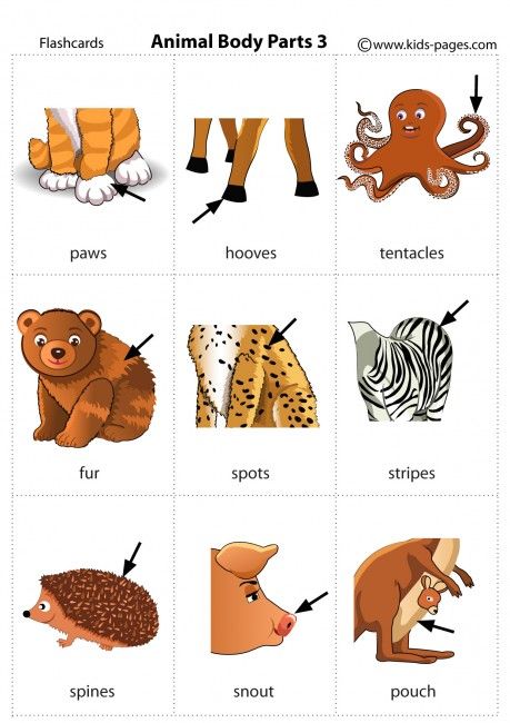 Animal Body Parts 3 flashcard Animal Body Parts Worksheet, Parts Of Animals, Animal Body Parts, Learning English For Kids, English Learning Spoken, Kids English, English Vocab, English Verbs, English Language Teaching