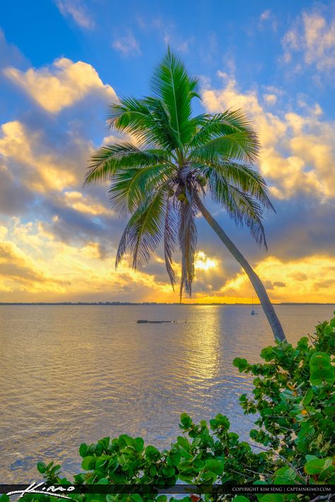 Coconut Aesthetic Beach, Coconut Tree Photography, Coconut Pictures, Coconut Tree Aesthetic, Coconut Tree Wallpaper, Palm Trees Beach Photography, Palm Trees Photography, Palm Tree Wallpaper, Jensen Beach Florida