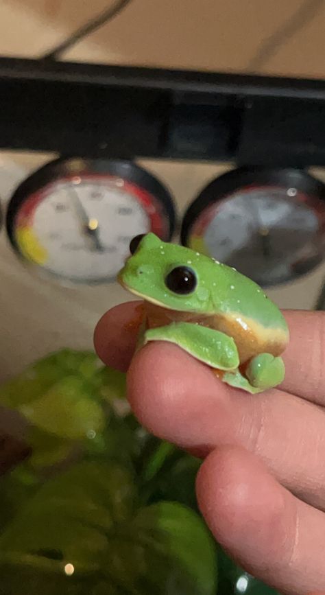 Black Eyed Tree Frog Cute, Tree Frogs Cute, Black Eyed Tree Frog, Frog Realistic, Frog Reference, Frog Eyes, Frog Face, Frog Eye, Frog Statues