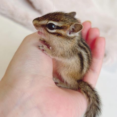 Chipmunk Aesthetic, Baby Chipmunk, Cute Hamsters, Chipmunks, Adorable Animals, Cute Animals, Super Cute, Animals