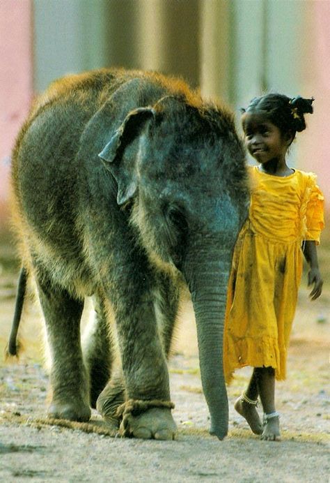 Соненок Baby Elefant, Elephant Love, An Elephant, Gentle Giant, Anthropology, Baby Elephant, 귀여운 동물, Animals Friends, Beautiful Creatures