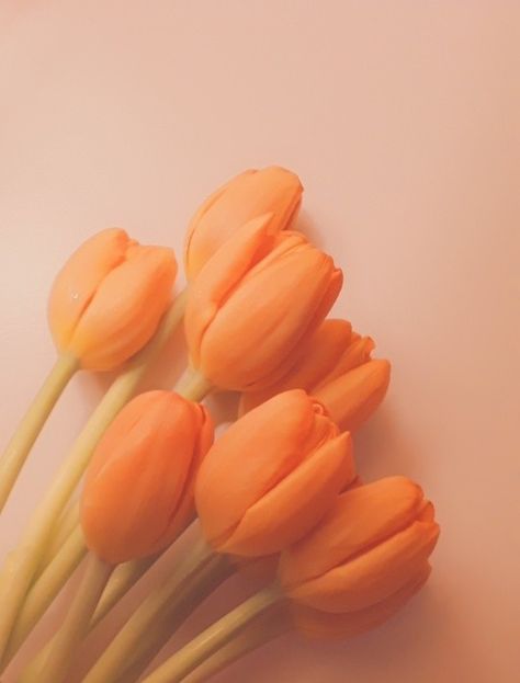 Light Orange Aesthetic Vintage, Orange Tulips Aesthetic Wallpaper, Naranja Pastel Color, Image Aesthetic Orange, Orange Cream Aesthetic, Pale Orange Aesthetic, Orange Light Aesthetic, Orange Tulips Bouquet, Orange Pastel Aesthetic