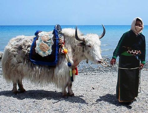 Yak - this handsome Himalayan bovine is more than useful as a pack animal, it gives milk, has thick, warm wool and even the dung can be used for fuel. Railway Construction, Rare Albino Animals, Pack Animal, Sea Of Stars, Train Tour, Mom Thoughts, Cow Pictures, Animal References, China Painting