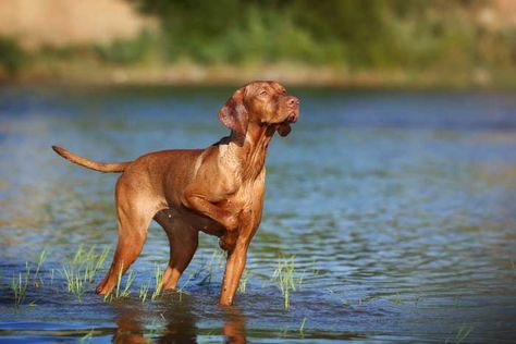 Vizsla - Best Hunting Dog Hunting Dogs Breeds, Yellow Lab Puppies, Dog Information, Hunting Dog, Lab Puppies, Bird Dogs, Puppy Care, Hunting Dogs, Dog Supplies