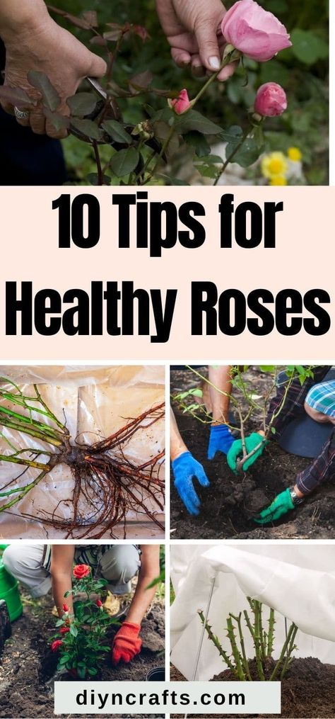 Planting Rose Bushes, Roses Garden Care, Rose Bush Care, Art Creative Ideas, Rose Companion Plants, Container Roses, Rose Plant Care, Pruning Roses, Bush Garden