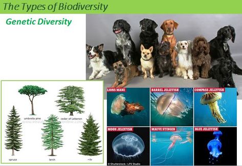 demonstrate Genetic Diversity Biology Ideas, Genetic Diversity, Keystone Species, Evolutionary Biology, Chemistry Lessons, Powerpoint Background, Powerpoint Background Design, Human Activity, Genetic