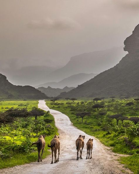 Greenery and camels Do you think it is a Photoshop ? Well, you'll find camels in the desert, the beach, and everywhere in #Oman Fizayah , #Salalah , #Dhofar Insta credit: @KKharusi #OmanByYou #ExperienceOman #BeautyHasAnAddress Oman Beach, Salalah Oman, Sultanate Of Oman, Salalah, Arab World, Muscat, Other Countries, In The Desert, Oman