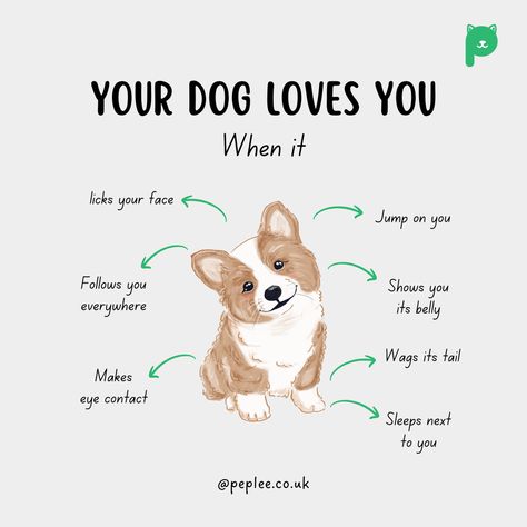 How To Be A Good Dog Mom, Where To Pet A Dog, Cute Dog Stuff, Behavior Tips, Dog Body Language, Tips For Dogs, Dog Remedies, Dog Advice, Puppy Mom