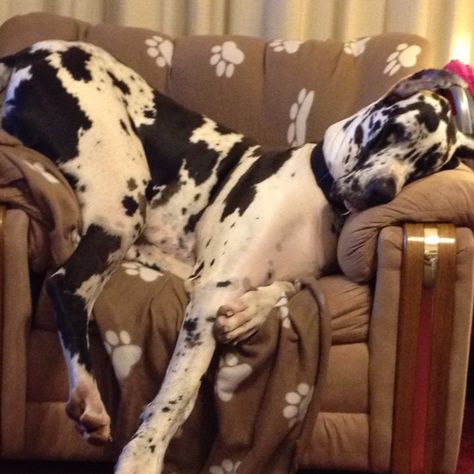 #Great #Dane sleeping. This looks like Harley-Quinn sleeping in our love seat. Dane Puppies, Dane Dog, Great Dane Puppy, Great Dane Dogs, Blue Merle, Weimaraner, Cartoon Dog, Great Dane, Doberman