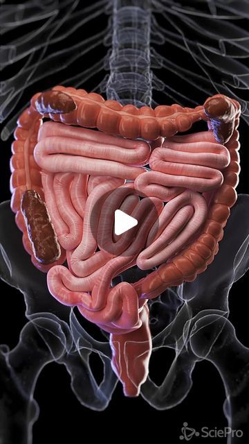 SciePro on Instagram: "🌀 Understanding Constipation: More Than Just Discomfort 🌀   Explore the causes, symptoms, and effective remedies for constipation, a common but often misunderstood condition.   Whether due to diet, lifestyle, or health conditions, understanding how to manage constipation can improve your quality of life. Our visuals and tips offer insight into gentle, natural ways to stimulate digestion and maintain regularity.   Ideal for anyone seeking to enhance digestive health.   #DigestiveWellness #ConstipationRelief #HealthTips #SciePro #digestive #health #digestion #colon #gastroenterology #intestine #colon #constipation #constipationrelief #3d #meded #med #medical #sciene #medstudent #unity3d" How To Clean Intestines Naturally, Small Intestine 3 Pressure Point, Large Intestine Health, Stomach Health Digestion, Intestines Anatomy, Abdominal Massage For Constipation, Constipation Remedies, Medical Videos, Beauty Diet