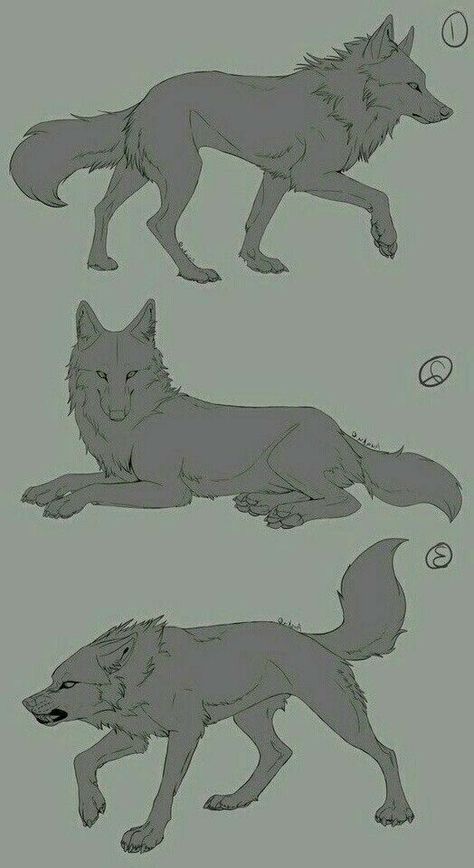 How To Draw Things, Wolf Poses, Wolf Sketch, Canine Drawing, Wolf Artwork, 강아지 그림, Wolf Drawing, Animal Study, Anatomy Sketches