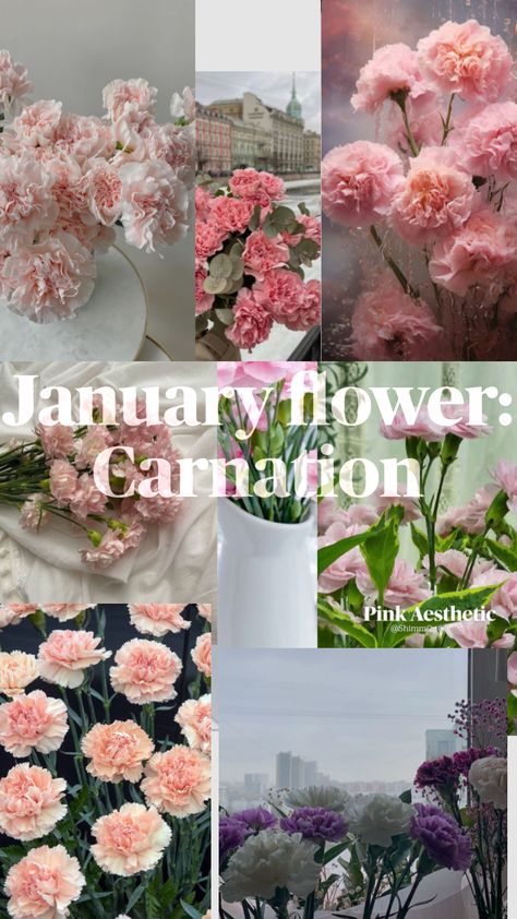 Birth flower of January Carnations Flower Of January, January Flower, Birth Flower, Birth Flowers, Pink Aesthetic, Flowers, Pink