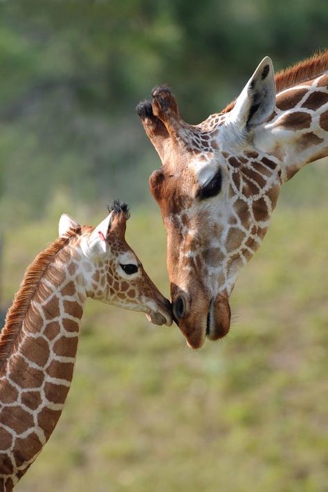 Giraffe Photography, Baby Animals Cute, Giraffe Pictures, Photography Wildlife, Cute Small Animals, Animal Antics, Cute Giraffe, Animals Cute