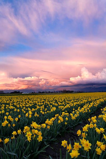 Daffodil field sunset Daffodil Photography, Domesticated Animals, Skagit Valley Tulip Festival, Dandelion Wallpaper, Skagit Valley, Narcissus Flower, Mt Vernon, Tulip Festival, Yellow Daffodils