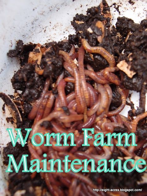 Worm farm maintenance – Eight Acres Natural Living Diy Farm Ideas, How To Start A Worm Farm, How To Make A Worm Farm, Worm Farm Diy How To Make A, Composting Business, Worm Business, Vermiculture Worm Farm, Earthworm Farm, Vermicomposting Worm Farm