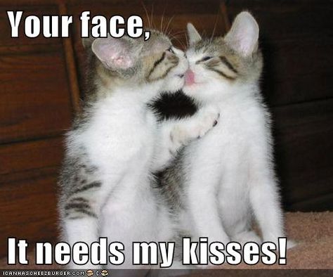 Your face,  It needs my kisses! Kitty Kisses, My Gf, Kittens Funny, Cute Animal Pictures, Cute Kittens, Sweet Animals, Funny Animal Pictures, Beautiful Cats, Cat Photo