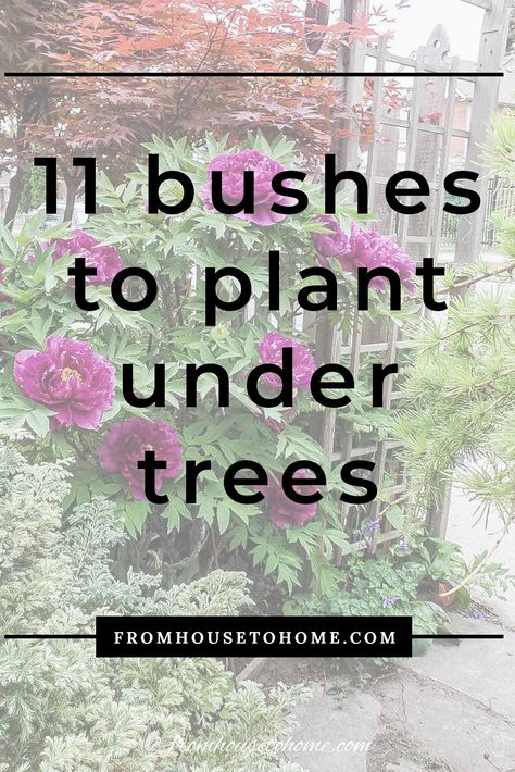 This list of shrubs is perfect for my shade garden. I wasn't sure how to fill in the garden bed and now I have a bunch of options. I really like the 4th one. #fromhousetohome #shadegarden #gardening #gardenideas #bushesundertrees Best Shrubs For Shade, Evergreens For Shade, Shady Gardens, Arizona Garden, Shade Loving Shrubs, Red Twig Dogwood, Outdoor Improvements, Evergreen Bush, Plants Under Trees