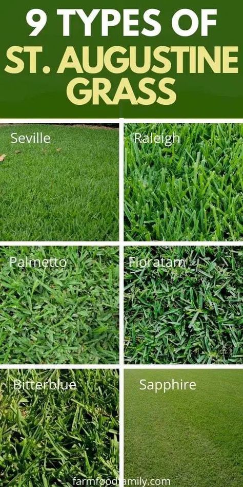 Types of St. Augustine grass and how to grow, problems, diseases How To Grow Grass, St Augustine Grass, Grass Types, Zoysia Grass, Grass Growing, Shade Grass, Round Garden, Growing Grass, Easy Gardening