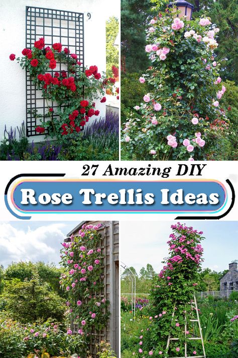 Climbing Roses Trellis Arches, Diy Rose Trellis How To Build, How To Make A Climbing Rose Trellis, Modern Rose Garden Design, How To Build A Rose Trellis, Rose Lattice Ideas, Training Roses To Climb, Rambling Roses Ideas, Rose Bush Trellis Ideas Diy