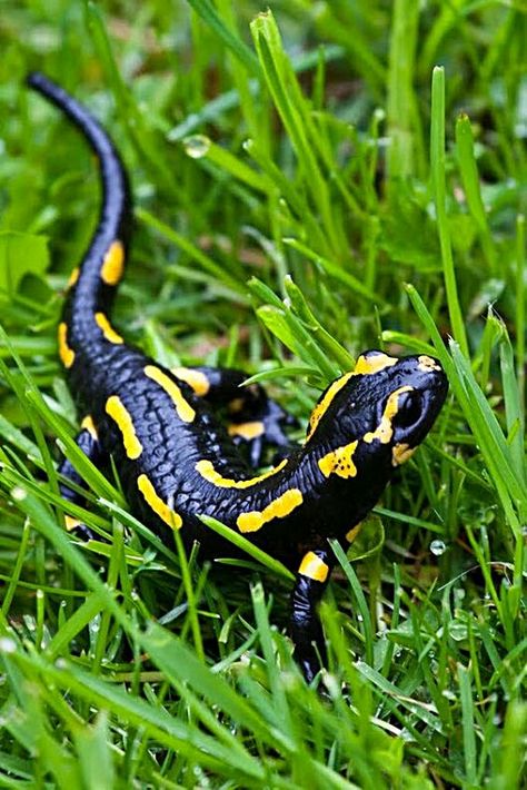 Fire Salamander, Gecko Wall Art, Amazing Frog, Small Lizards, Salamanders, Reptiles And Amphibians, Lizards, Gotham City, Gecko