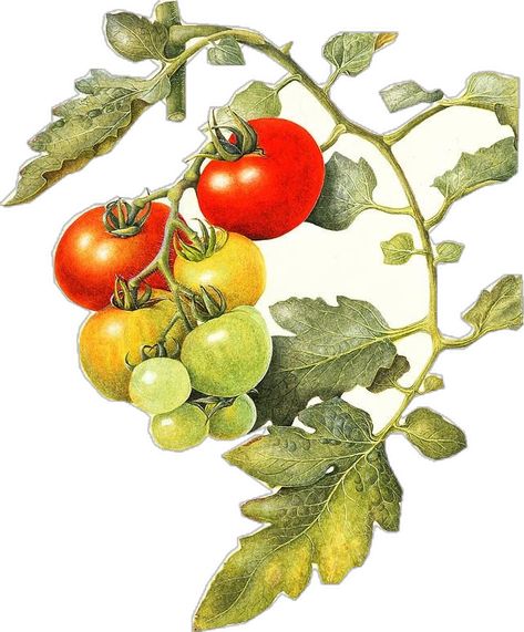 Fruit And Veggie Painting, Fruit And Vegetable Drawing, Vintage Tomato Illustration, Cherry Tomato Illustration, Tomato Drawings, Tomato Plant Drawing, Draw Tomato, Tomatoes Painting, Tomato Sketch